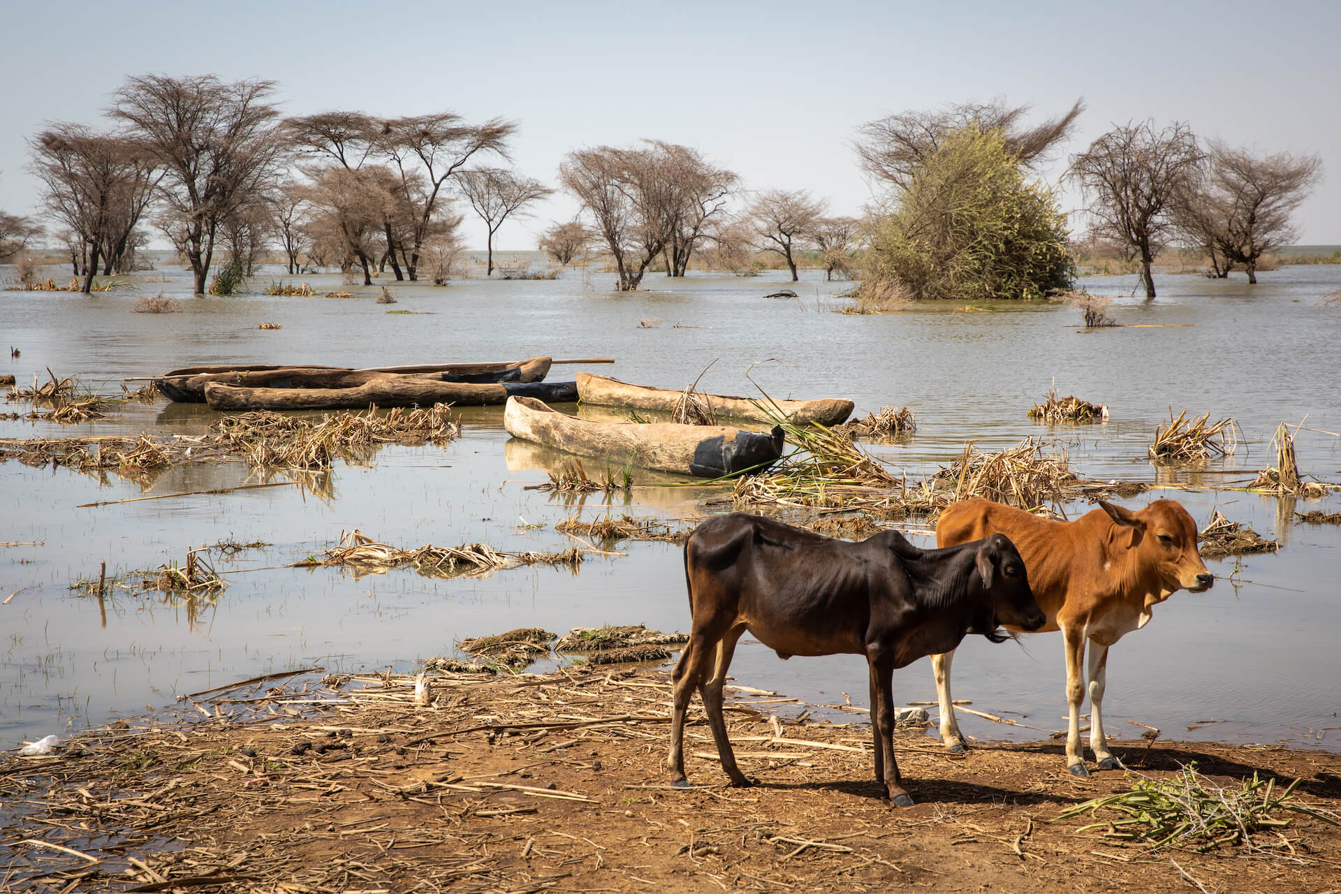 Vesnice Hado u rozlitého jezera Turkana, Dassanech - Planeta lidí