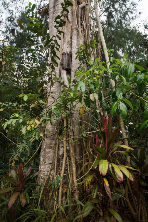 Torajský pohřeb, Sulawesi - Milan sekanina - Planeta lidí