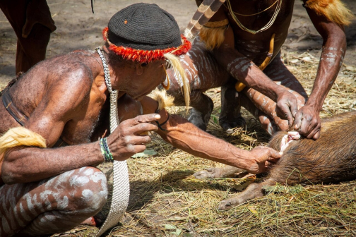 Vesnická zabíjačka, Daniové - Západní Papua - David Švejnoha | Planeta lidí